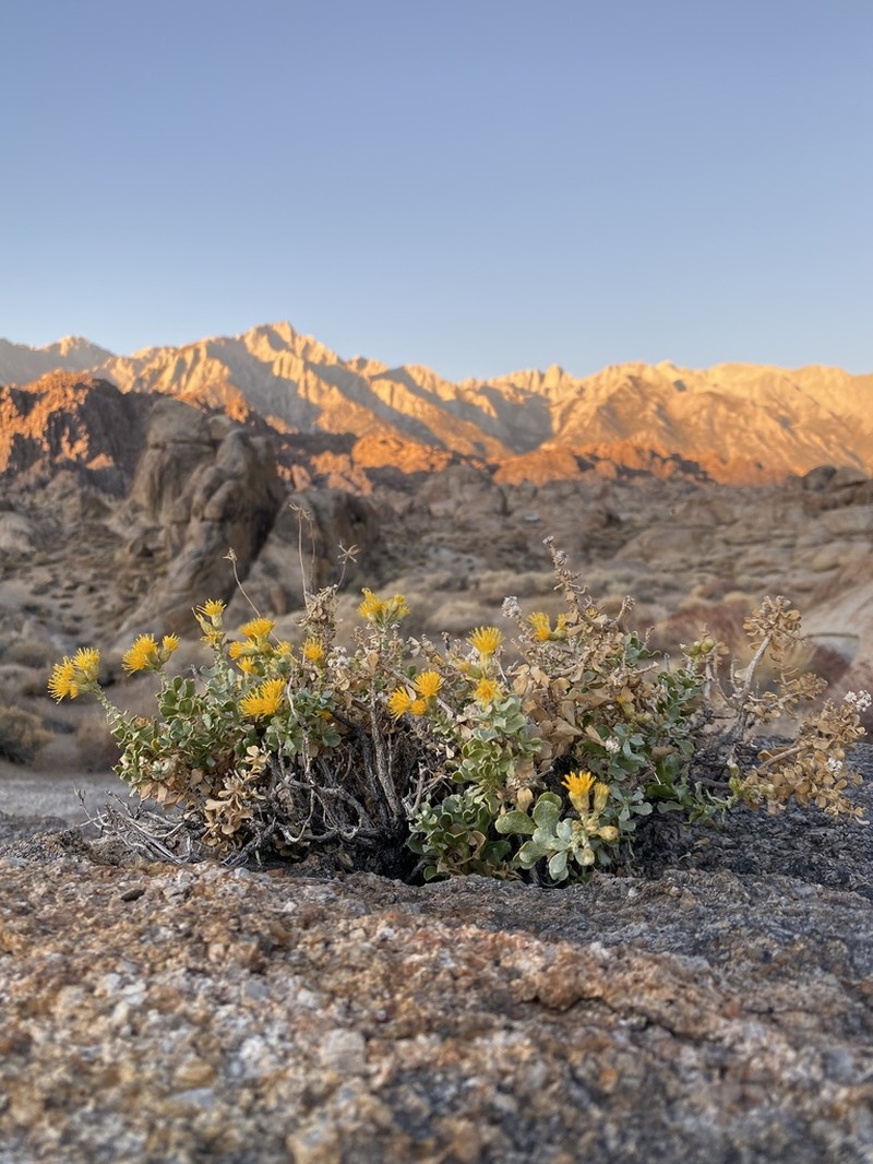 Cliff Goldenbush