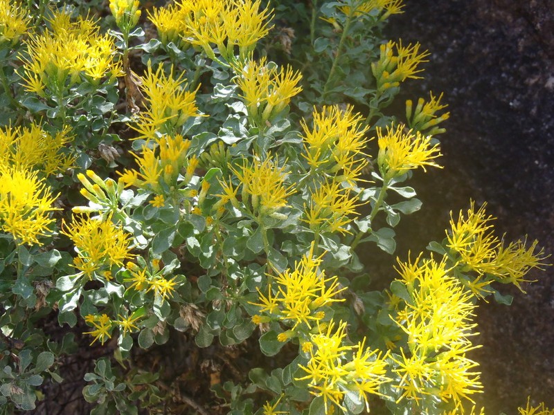 Cliff Goldenbush photo 2