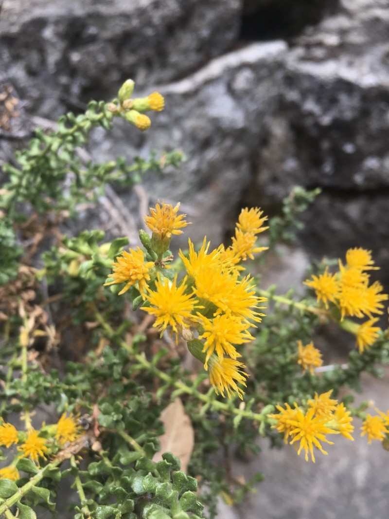 Cliff Goldenbush photo 3