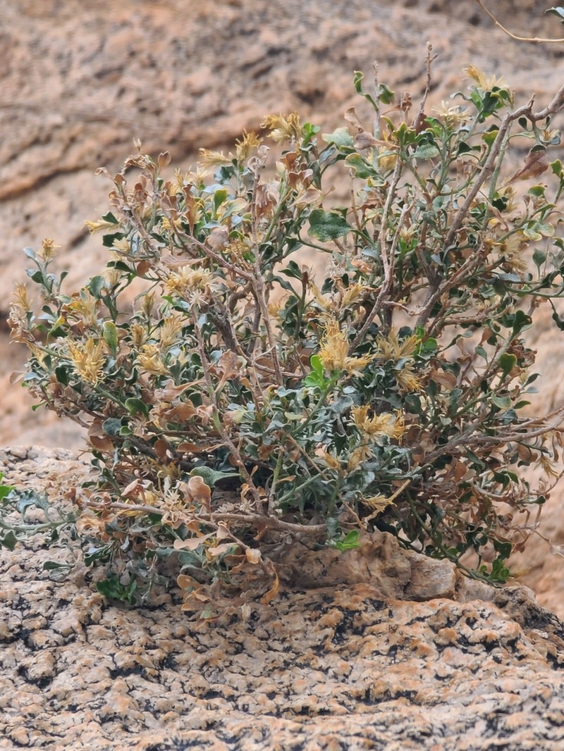 Cliff Goldenbush photo 4