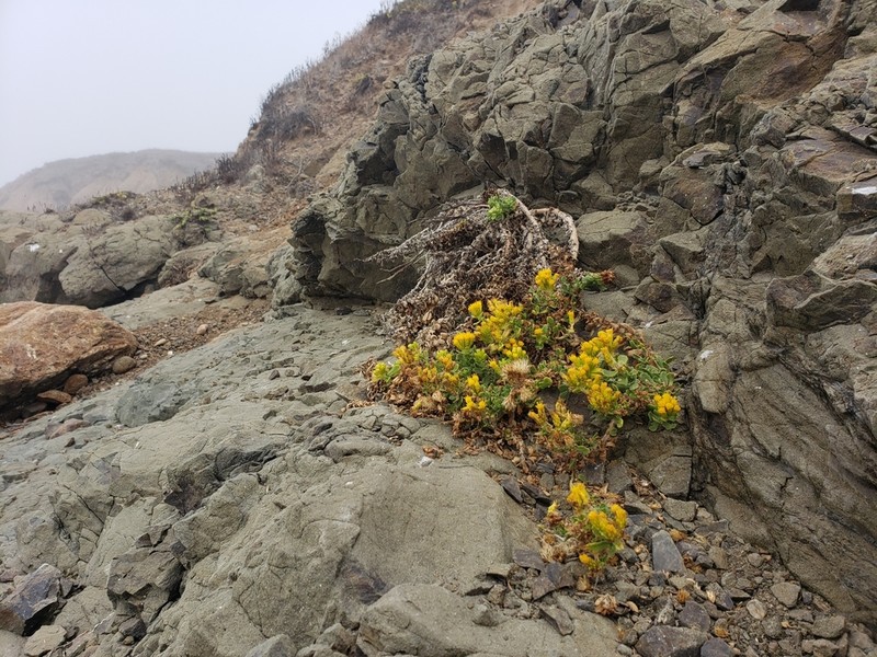 Cliff Goldenbush photo 5