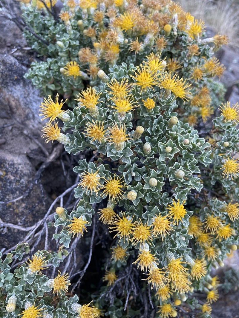 Cliff Goldenbush photo 6