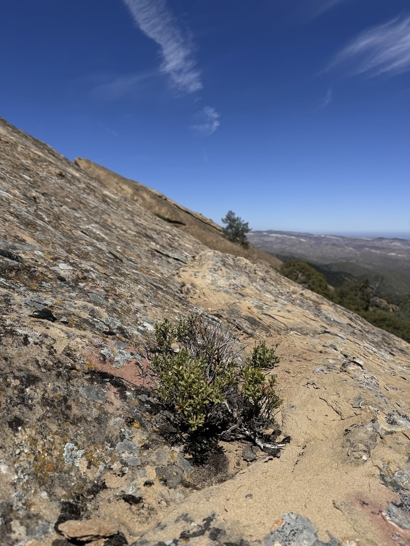 Cliff Goldenbush photo 7