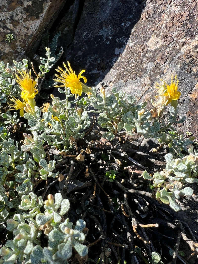 Cliff Goldenbush photo 8