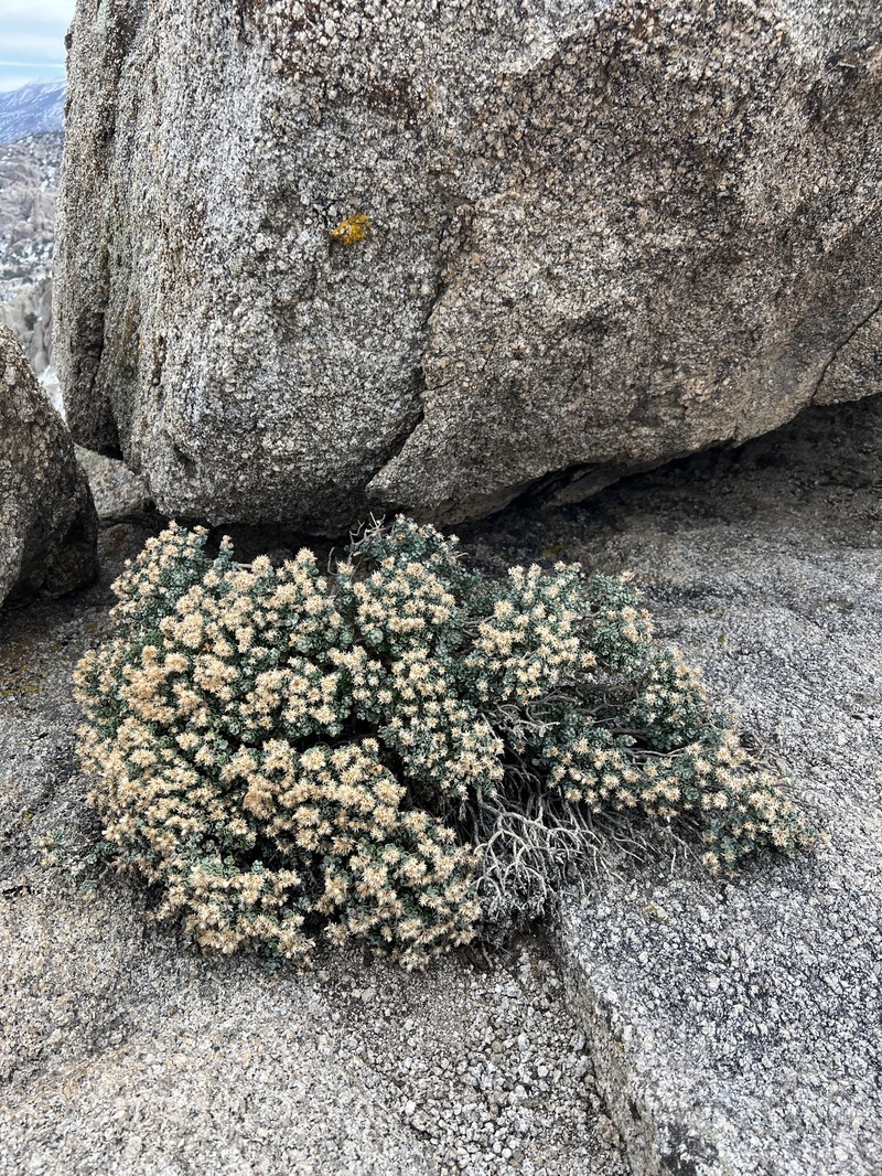 Ericameria cuneata var. cuneata