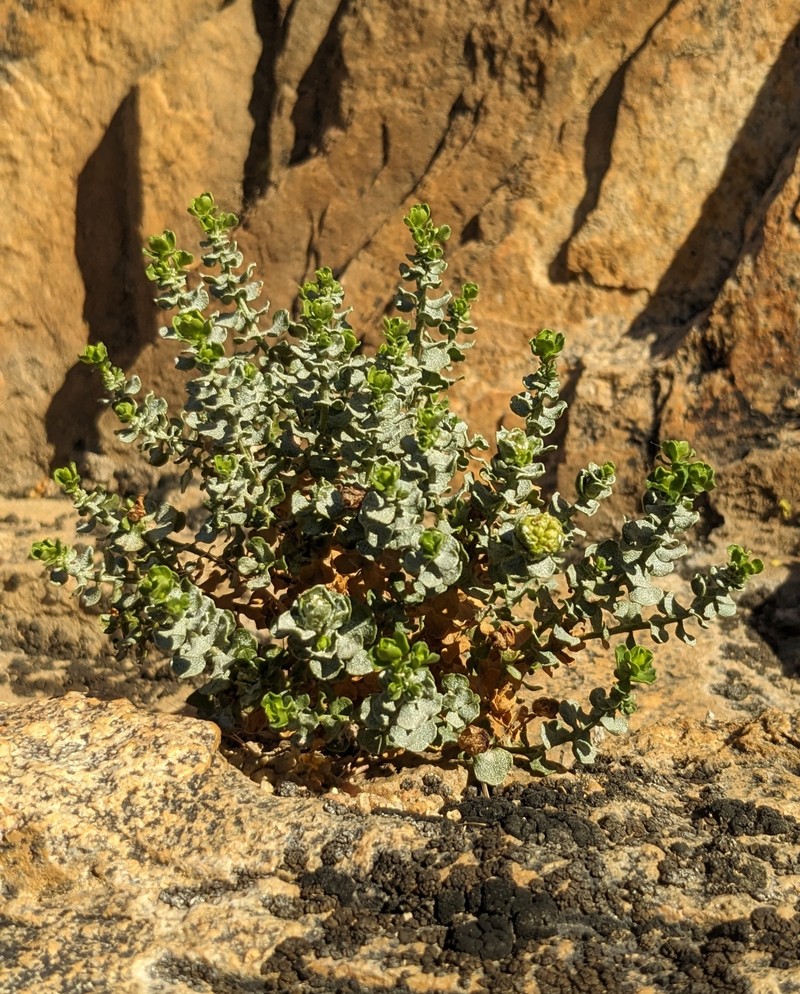 Ericameria cuneata var. cuneata photo 2