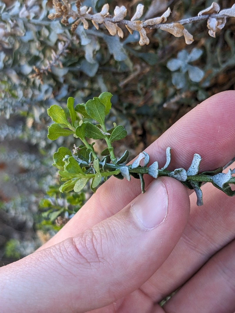 Ericameria cuneata var. cuneata photo 3