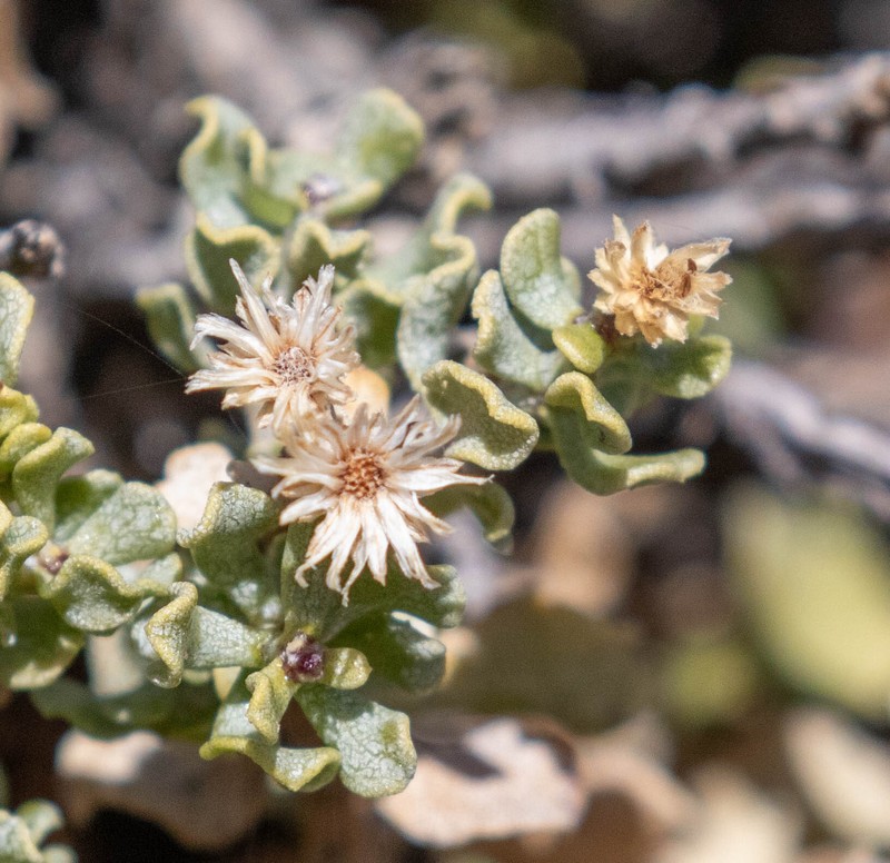 Ericameria cuneata var. cuneata photo 4