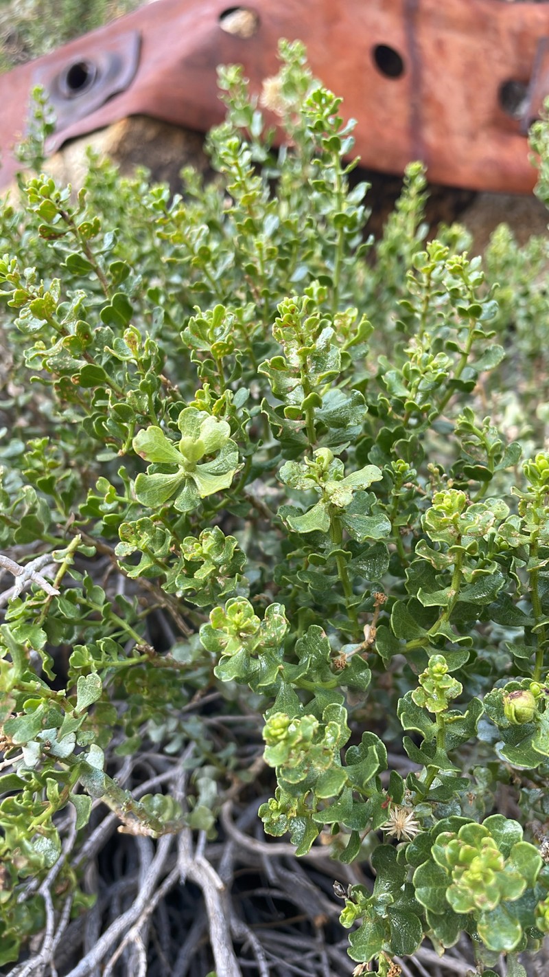Ericameria cuneata var. cuneata photo 5
