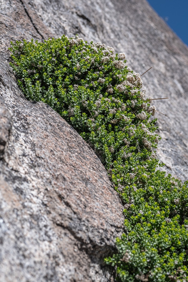 Ericameria cuneata var. cuneata photo 6
