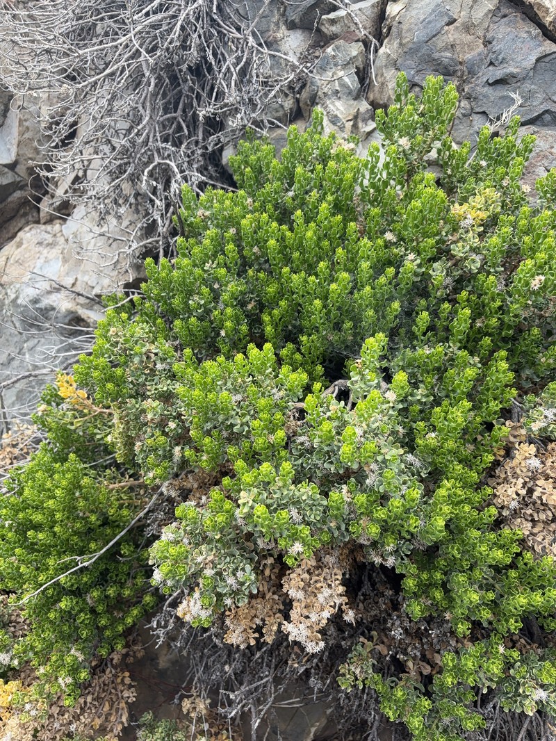 Ericameria cuneata var. cuneata photo 7