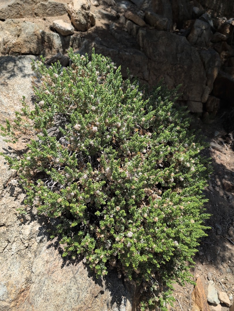 Ericameria cuneata var. cuneata photo 8