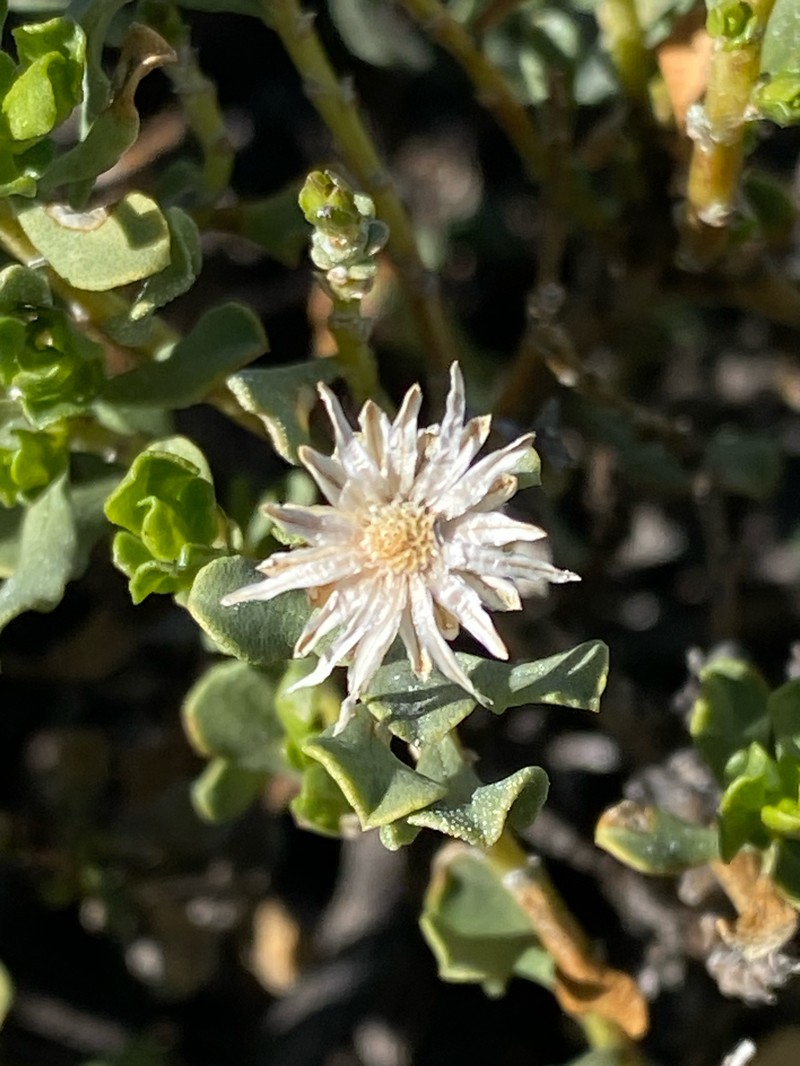 Ericameria cuneata var. macrocephala