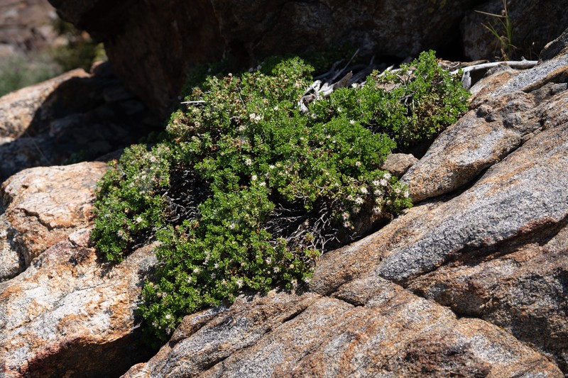 Ericameria cuneata var. macrocephala photo 3