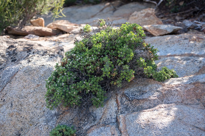 Ericameria cuneata var. macrocephala photo 4