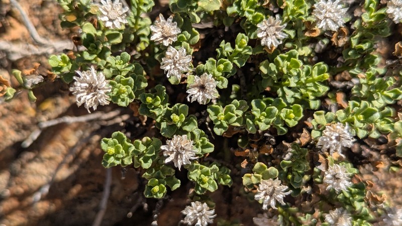 Ericameria cuneata var. macrocephala photo 5