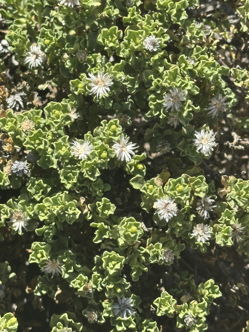 Ericameria cuneata var. macrocephala photo 6