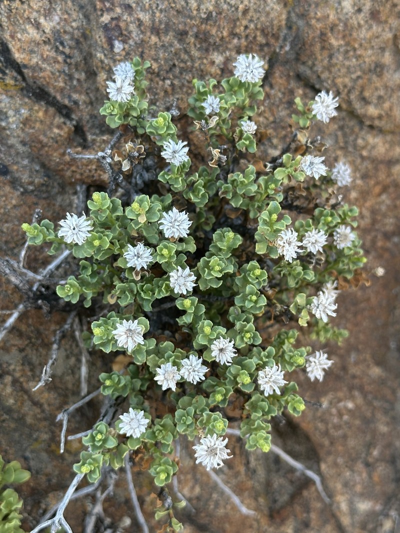 Ericameria cuneata var. macrocephala photo 7