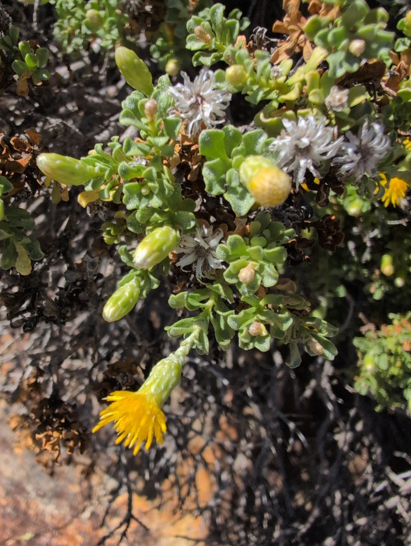 Ericameria cuneata var. macrocephala photo 8