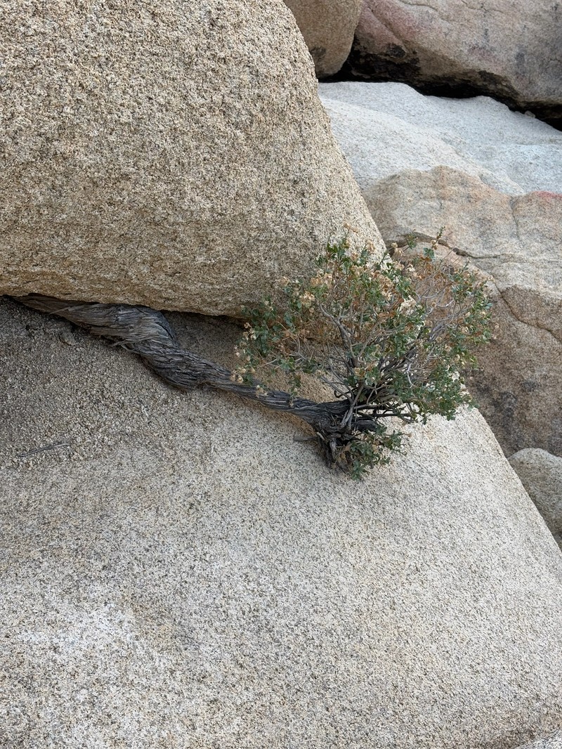 Ericameria cuneata var. spathulata