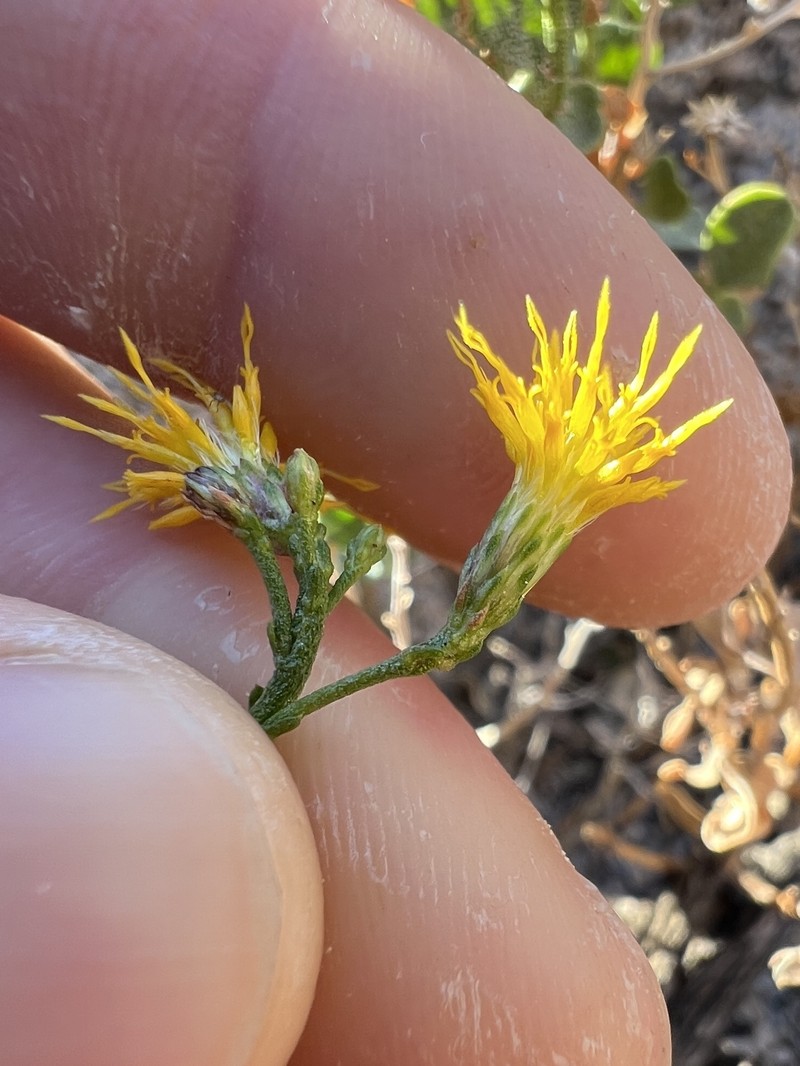 Ericameria cuneata var. spathulata photo 2