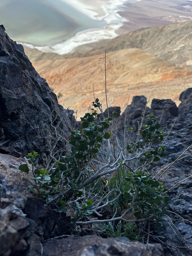 Ericameria cuneata var. spathulata photo 3