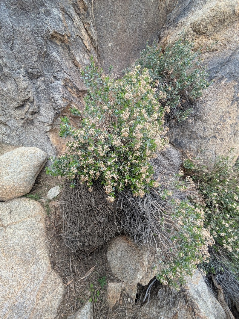 Ericameria cuneata var. spathulata photo 4