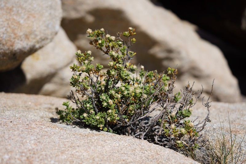 Ericameria cuneata var. spathulata photo 5