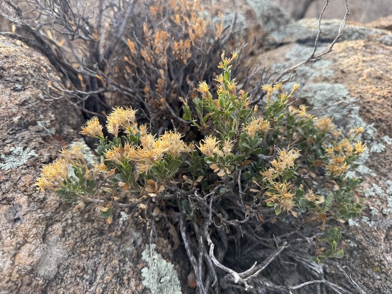 Ericameria cuneata var. spathulata photo 6