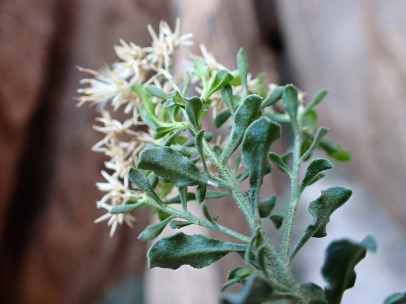 Ericameria cuneata var. spathulata photo 7
