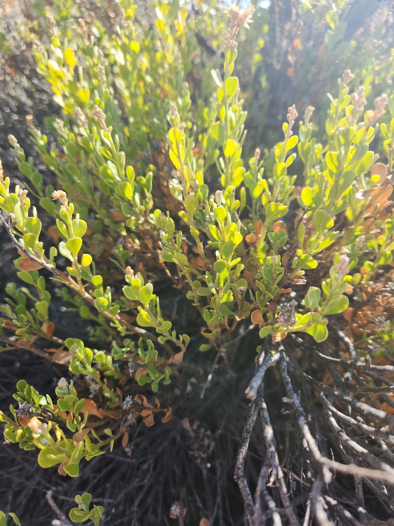 Ericameria cuneata var. spathulata photo 8