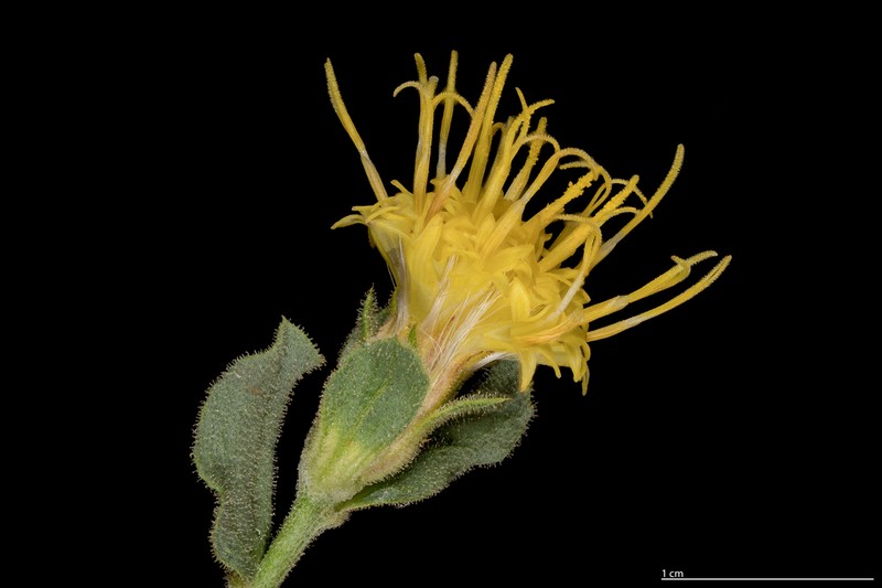Whitestem Goldenbush