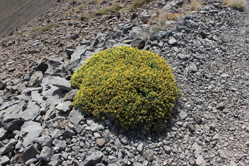 Whitestem Goldenbush photo 2