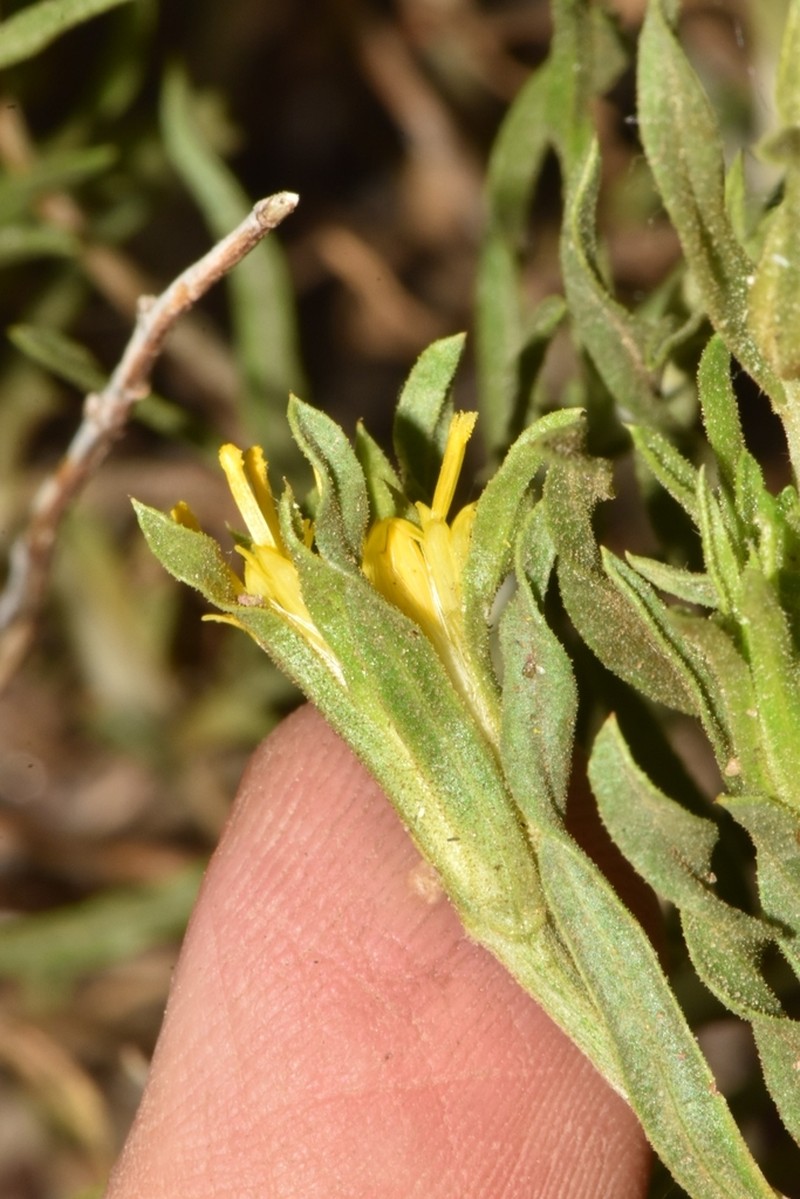 Whitestem Goldenbush photo 3