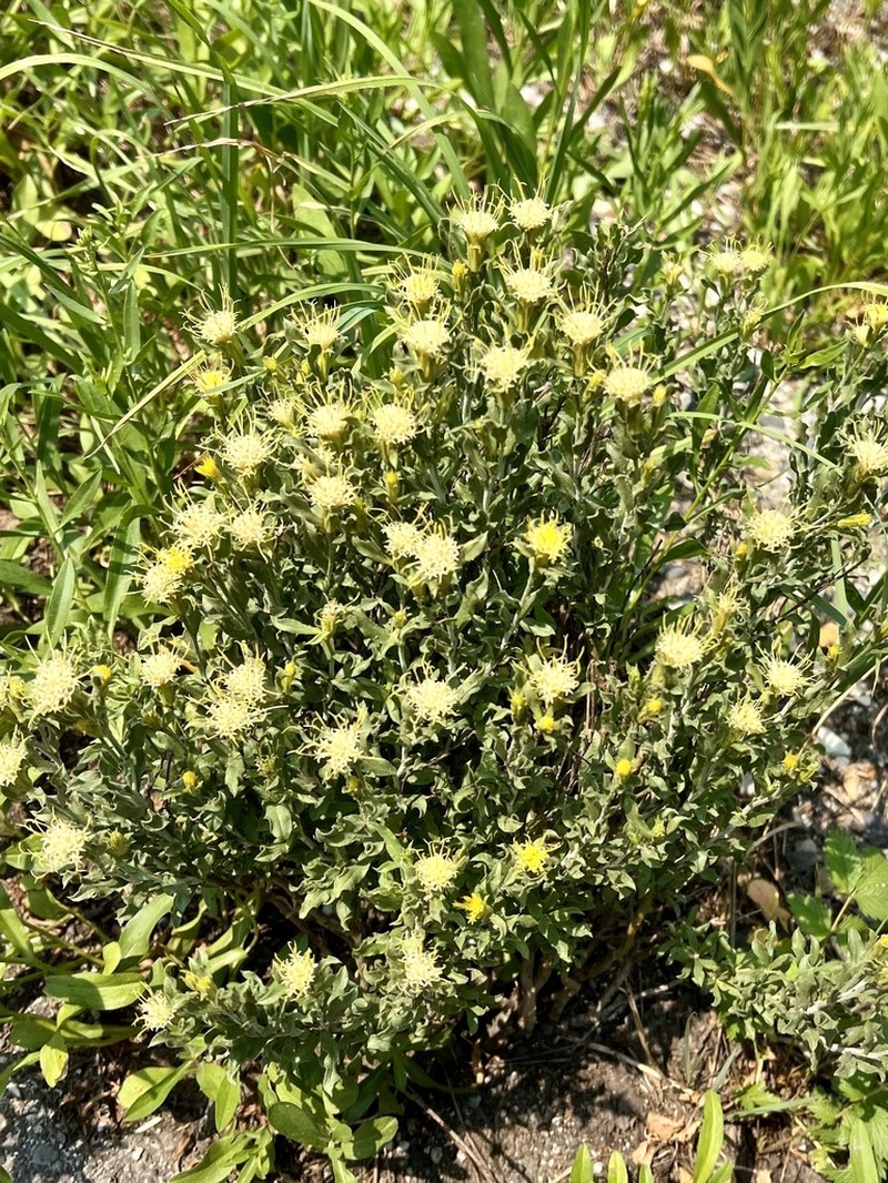 Whitestem Goldenbush photo 4