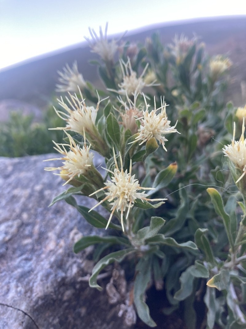 Whitestem Goldenbush photo 5
