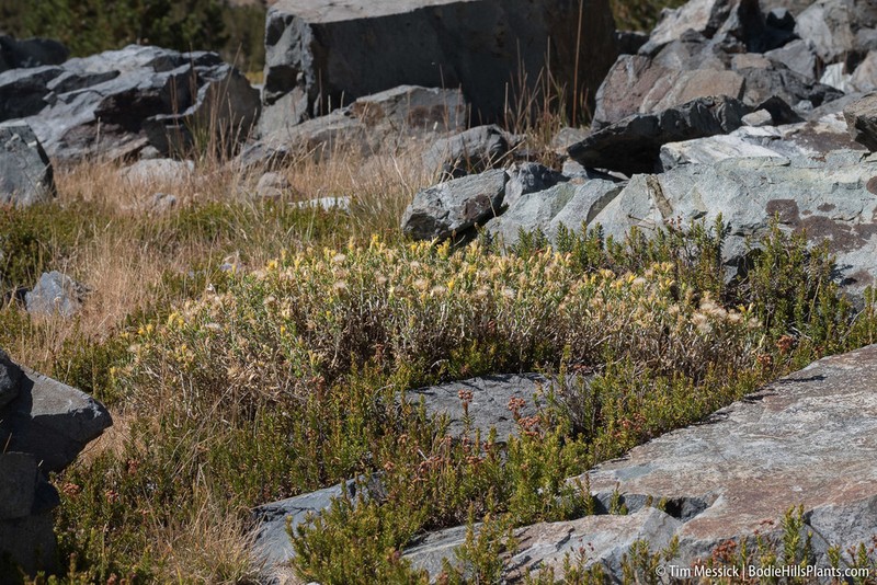 Whitestem Goldenbush photo 6