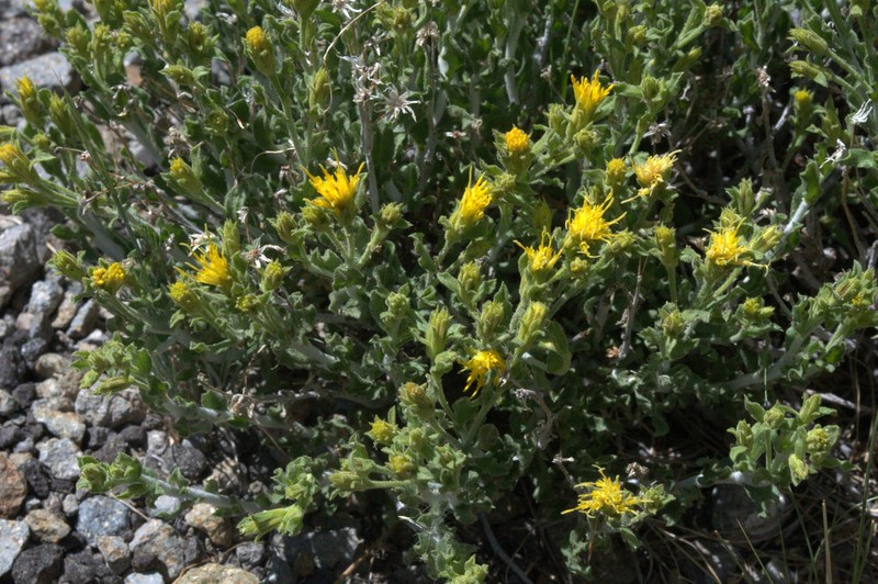 Whitestem Goldenbush photo 7