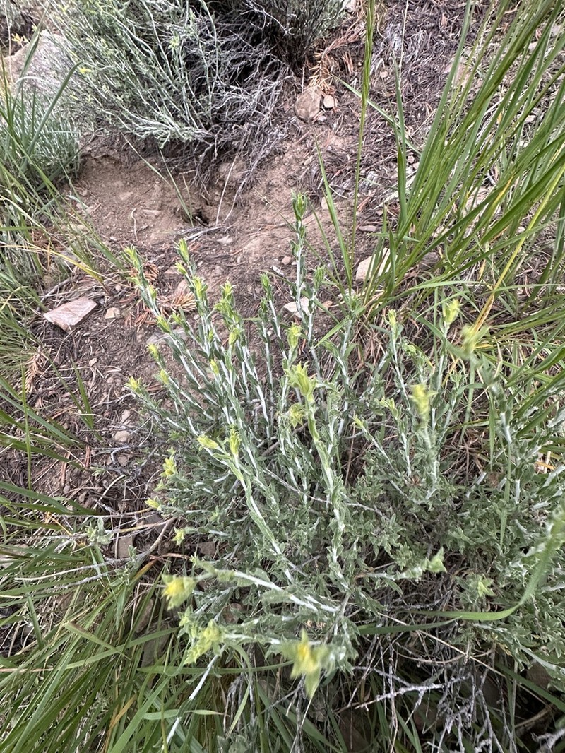 Whitestem Goldenbush photo 8