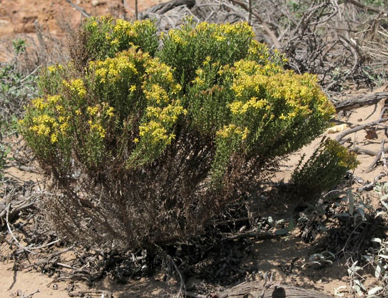 California Goldenbush