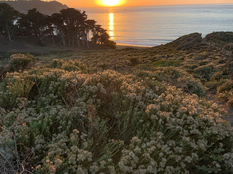 California Goldenbush