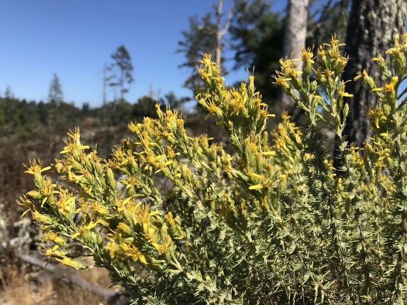 California Goldenbush photo 2