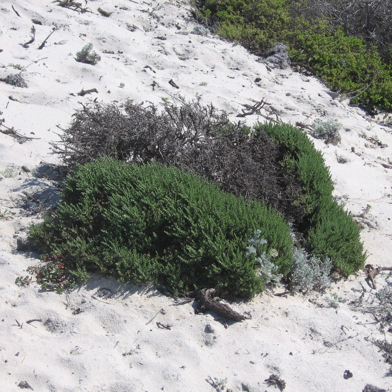 California Goldenbush photo 3