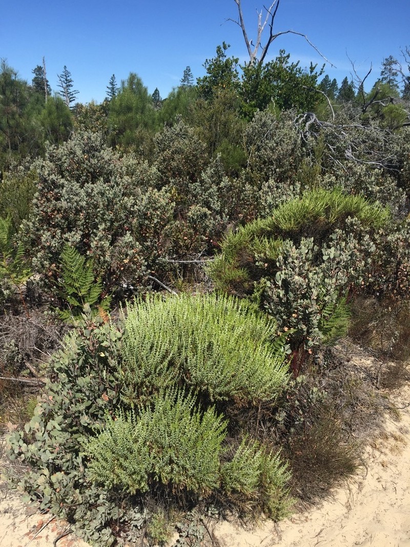 California Goldenbush photo 4