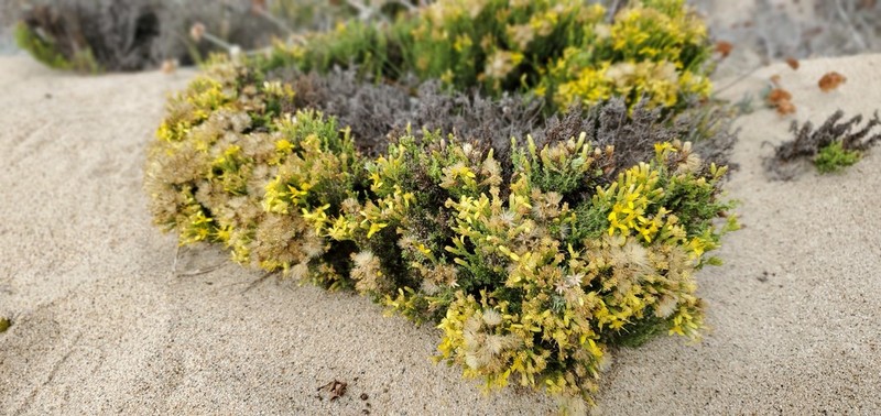 California Goldenbush photo 5