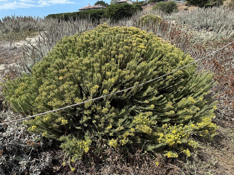 California Goldenbush photo 6
