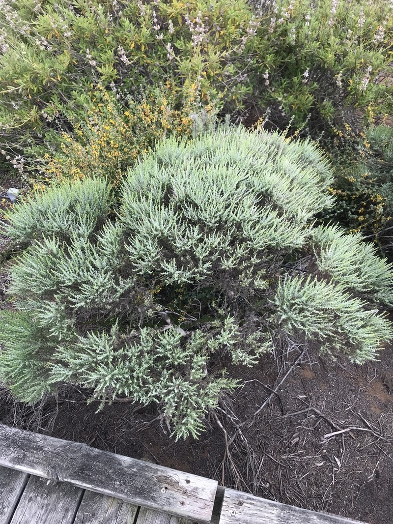 California Goldenbush photo 7