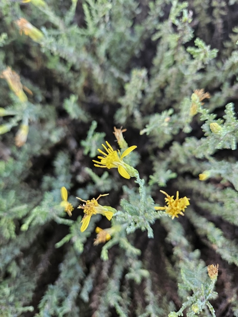 California Goldenbush photo 8