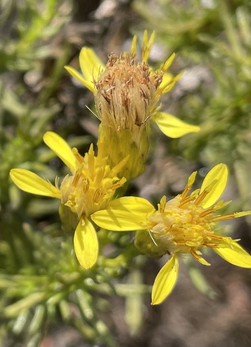 Eastwood'S Goldenbush