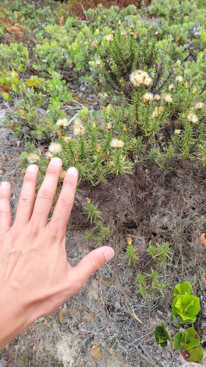 Eastwood'S Goldenbush